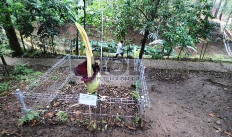 Mekar: Pengunjung melintasi bunga bangkai raksasa (Amorphophallus titanium) di Taman Hutan Raya Ir. H. Djuanda, Kota Bandung, Senin (16/2).