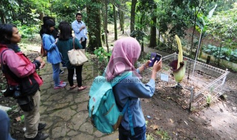 Mekar: Sejumlah pengunjung memperhatikan bunga bangkai raksasa (Amorphophallus titanium) yang mekar di Taman Hutan Raya Ir. H. Djuanda, Kota Bandung, Senin (16/2).