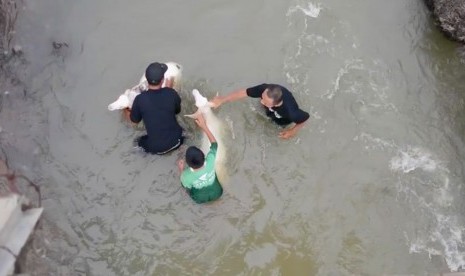 272 Ekor Sapi di Labuan Diqurbankan. Foto: Memandikan hewan kurban (Ilustrasi)