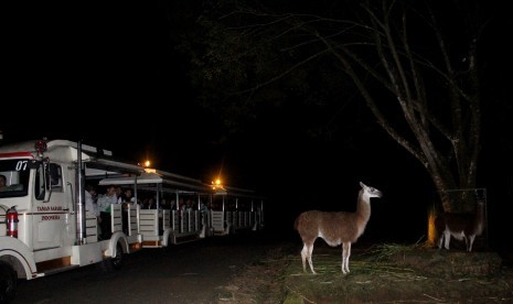 Memasuki bulan Suci Ramadhan 1440 H, Taman Safari Bogor menggelar beberapa program andalan. Salah satunya  ngabuburit sambil safari journey untuk melihat berbagai ragam satwa yang dilepas bebas.