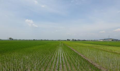 Memasuki masa musim tanam II atau biasa disebut musim gadu, petani mulai memanfaatkan lahan persawahan untuk tanam padi. 