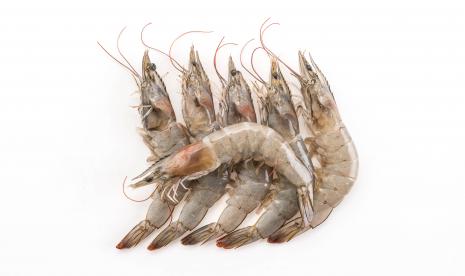 Udang (ilustrasi). Berbagai nutrisi yang terkandung di dalam udang dinilai sangat bermanfaat bagi kulit, jantung, tulang, maupun tubuh secara umum.  