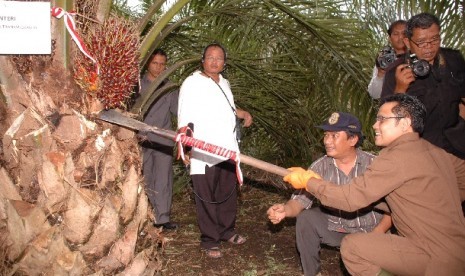 Menakertrans Muhaimin Iskandar saat melakukan panen sawit di Jambi