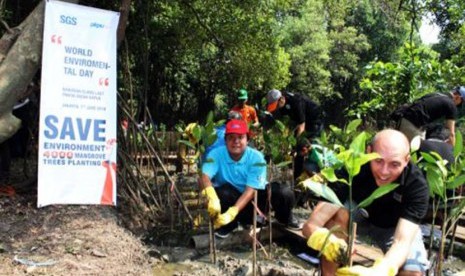 Menanam mangrove