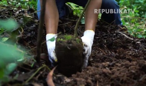 Perubahan iklim membuat warna daun berubah, hingga pohon berhenti memroduksi klorofil.