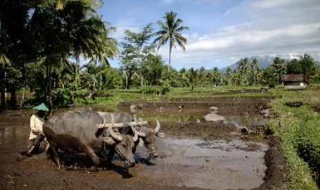 Petani membajak sawah. (Ilustrasi)