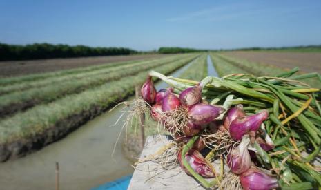 Menjelang hari raya Idul Fitri 1442 H tahun 2021, Dirjen Hortikultura Kementerian Pertanian, Prihasto Setyanto bersama jajarannya meninjau sentra-sentra produksi Hortikultura di Jawa Tengah, Ahad (9/5).