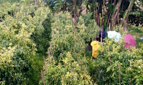 Menjelang Ramadhan dan Idul Fitri 1422 H tahun ini, Kementan di bawah komando Syahrul Yasin Limpo semakin ketat memastikan ketersediaan pangan strategis. Direktur Jenderal Hortikultura, Prihasto Setyanto menyampaikan bahwa Direktorat Jenderal Hortikultura bersama dengan pelaku usaha cabai optimis pasokan cabai tahun ini aman.