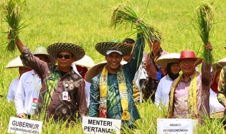 Menko Perekonomian Darmin Nasution (kanan) bersama Menteri Pertanian Andi Amran Sulaiman (tengah) dan Gubernur Kalimantan Selatan Sahbirin Noor (kiri) memanen padi ketika menghadiri puncak peringatan Hari Pangan Sedunia (HPS) ke-38 di Jejangkit, Kabupaten Batola, Kalimantan Selatan, Kamis (18/10/2018). 