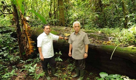  Menko Perekonomian Hatta Rajasa bersama Menteri Kehutanan Zulkifli Hasan (kiri) mengamati pohon jati tua yang tumbang dan telah berumur ratusan tahun di Darupono, Kaliwungu Selatan, Kendal, Senin (27/1). 