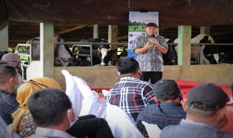 MenkopUKM Teten meminta peternak sapi ikut koperasi pengolahan susu