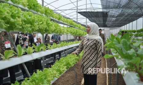 Mensos, Khofifah Indar Parawansa melihat hasil produksi Al Mina Farm, di Kecamatan Bandungan, Kabupaten Semarang.