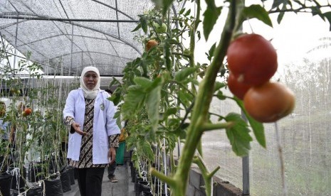 Mensos Khofifah Indar Parawansa meninjau kebun hidroponik di Green House Al Mina Farm, Semarang, Senin (25/9).