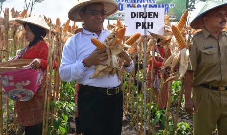 Mentan Andi Amran Sulaiman saat melakukan panen jagung.