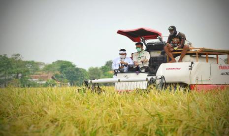 Mentan Syahrul ikut serta saat petani menggelar panen padi. Menteri Pertanian Syahrul Yasin Limpo mengatakan pihaknya akan melakukan intensifikasi lahan rawa menjadi lahan sawah yang produktif seluas 30 ribu hektare (ha) di Kalimantan Tengah pada tahun ini.