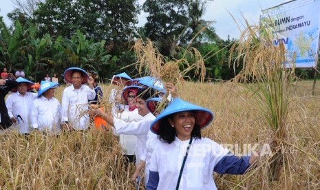 State-owned enterprises minister Rini Soemarno (right) accompanied by a number of board of directors of the BUMN arer harvesting paddy at Mundu village, Indramayu, West Java, Friday (March 10). 