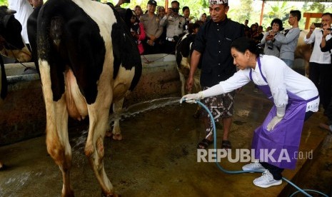 Menteri BUMN Rini Soemarno (kanan) memandikan sapi perah yang terdapat di tempat wisata edukasi peternakan sapi perah dan kambing etawa ketika kunjungan program Perhutanan Sosial di Dusun Karang Anyar, Lumajang, Jawa Timur, Jumat (15/2/2019). 