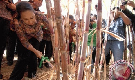 Menteri BUMN Rini Soemarno panen tebu