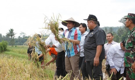 Menteri Desa, Pembangunan Daerah Tertinggal, dan Transmigrasi, Marwan Jaffar panen Padi Kamajaya di Desa Bojong, Kecataman Bojong, Kabupaten Pandeglang, Banten, Sabtu (28/2).