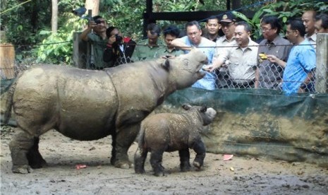 Menteri Kehutanan, Zulkifli Hasan, memberi makanan buah-buahan kepada Ratu, ibu Andatu, badak Sumatera yang baru melahirkan pada 23 Juni 2012 di tempat penangkaran badak Sumatera, Taman Nasional Way Kambas, Lampung Timur, Provinsi Lampung, Senin (30/7). 