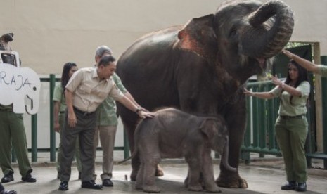 Menteri Kehutanan Zulkifli Hasan memegang Raja, bayi Gajah yang baru berumur 3 minggu di penangkaran Gajah di Taman Safari, Cisarua, Bogor, Kamis (24/10)