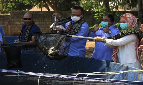 Menteri Kelautan dan Perikanan Edhy Prabowo (kedua kiri) dan Gubernur NTT Viktor B Laiskodat (kiri) memanen ikan nila saat meninjau bantuan bioflok dari Kementerian Kelautan dan Perikanan di Desa Mata Air, Kupang Tengah, Kabupaten Kupang, NTT. Gubernur Nusa Tenggara Timur, Viktor Bungtilu Laiskodat belum melakukan rapid test setelah sempat kontak dekat dengan Menteri Kelautan dan Perikanan, Edhy Prabowo yang dinyatakan positif COVID-19.