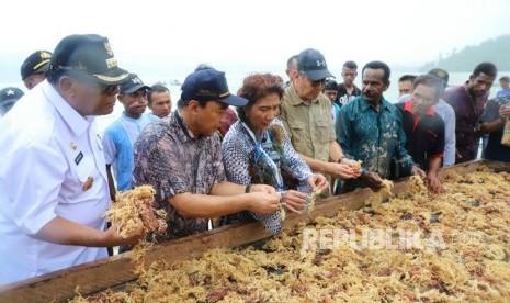 Menteri Kelautan dan Perikanan, Susi Pudjiastuti melakukan panen raya rumput laut di kampung Saharei Distrik Fakfak Timur Kabupaten Fak Fak, Papua Barat.