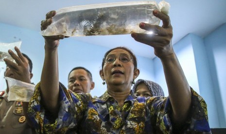 Menteri Kelautan dan Perikanan Susi Pudjiastuti menunjukkan barang bukti benih lobster yang berhasil diamankan saat memberikan keterangan pers di Kantor Pengawasan Sumber Daya Kelautan dan Perikanan (PSDKP) Batam, Kepulauan Riau, Senin (15/7/2019).