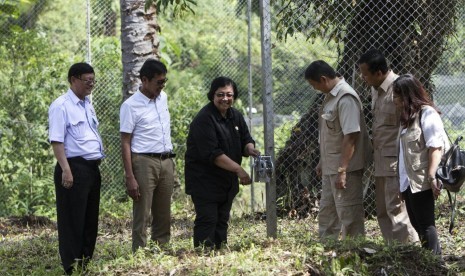 Menteri LHK Siti Nurbaya Bakar dan Gubernur Sumatra Barat Irwan Prayitno melepasliarkan harimau Sumatra di Dharmasraya, Sumbar, Sabtu (29/7).