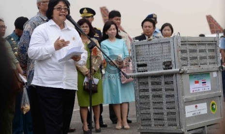 Menteri Lingkungan Hidup dan Kehutanan Siti Nurbaya menerima orang utan di Bandara Halim Perdanakusuma, Jakarta, Kamis (12/11).