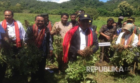 Menteri Pertanian Amran Sulaiman ikut memanen kacang tanah di desa kenebibi, Kabupaten Belu, NTT.