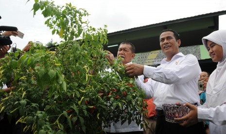 Menteri Pertanian Amran Sulaiman (kedua kanan) didampingi Wagub Jabar Deddy Mizwar (ketiga kanan) memanen cabai disela-sela pencanangan Gerakan Nasional Penanaman (Gertam) 50 juta pohon cabai di pekarangan. Tingginya harga cabai mendorong sejumlah orang untuk mencari bibit dari luar. Salah satunya dari Cina.