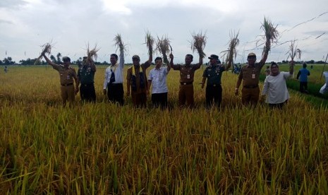 Mentan Panen Padi: Menteri Pertanian Amran Sulaiman (ketiga kiri) saat menghadiri prosesi panen padi lahan rawa, di Kabupaten Tanah Laut, Kalimantan Selatan, Senin (25/2).