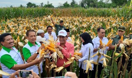 Menteri Pertanian Amran Sulaiman melakukan Panen Jagung di Desa Randu Merak, Kecamatan Paiton, Kabupaten Probolinggo, Jawa Timur, Rabu (16/1). 