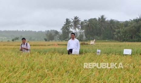 Menteri Pertanian Amran Sulaiman melakukan panen raya dan mengawal harga gabah di petani Desa Pangumbahan Kecamatan Ciracap Kabupaten Sukabumi Selasa (6/2) siang. 