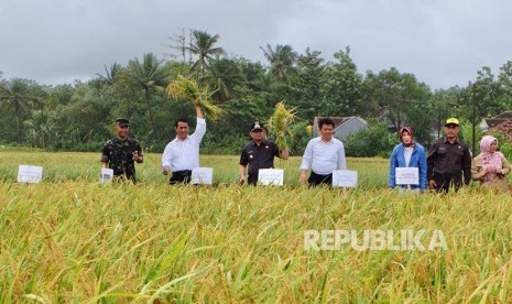 Menteri Pertanian Amran Sulaiman melakukan panen raya dan mengawal harga gabah di petani Desa Pangumbahan Kecamatan Ciracap Kabupaten Sukabumi Selasa (6/2) siang. 