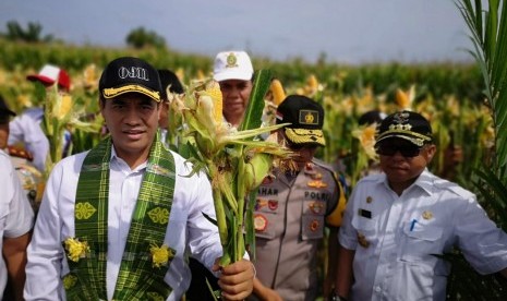 Menteri Pertanian Amran Sulaiman melakukan panen raya jagung