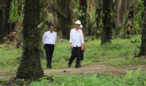 Menteri Pertanian Amran Sulaiman mendampingi Presiden Jokowi saat meninjau perkebunan sawit