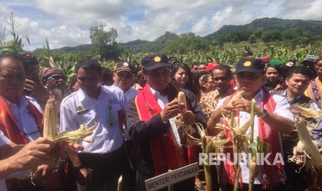 Menteri Pertanian Amran Sulaiman menghadiri panen raya jagung di desa kenebibi, Kabupaten Belu, NTT.