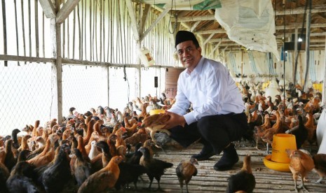 Menteri Pertanian Amran Sulaiman mengunjungi peternakan ayam.