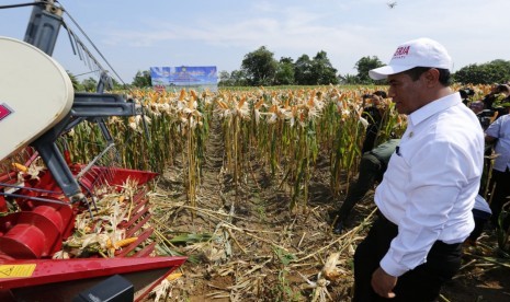 Menteri Pertanian Amran Sulaiman meninjau panen jagung.