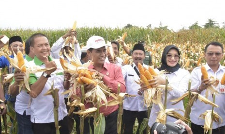 Menteri Pertanian Amran Sulaiman panen jagung di Desa Randu Merak, Kecamatan Paiton, Kabupaten Probolinggo, Jawa Timur, Rabu (16/1).