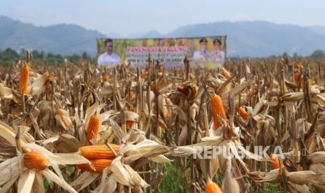 Ekspor jagung (ilustrasi)