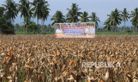 Menteri Pertanian Amran Sulaiman resmikan ekspor jagung produksi Gorontalo ke Filipina, Rabu, (14/2).