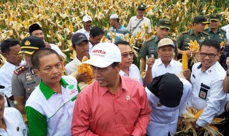 Menteri Pertanian Amran Sulaiman saat melakukan panen jagung di Desa Randu Merak, Kecamatan Paiton, Kabupaten Probolinggo, Jawa Timur, Rabu (16/1). 