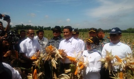 Menteri Pertanian Amran Sulaiman saat menghadiri panen raya jagung di Lamongan, Jawa Timur, Rabu (6/2).