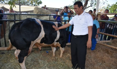 Menteri Pertanian Amran Sulaiman saat meninjau langsung lokasi persiapan Kontes Ternak dan Panen Pedet,  Sabtu (27/10)