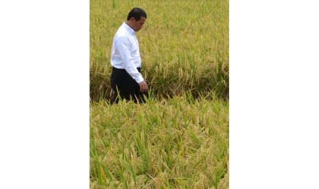 Menteri Pertanian Andi Amran Sulaiman berjalan di pematang sawah usai memanen padi perdana di Desa Rambigundam, Rambipuji, Jember, Jawa Timur, Rabu (3/2).