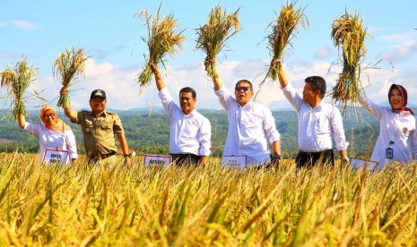 Menteri Pertanian Andi Amran Sulaiman dan Wakil Gubernur Jawa Barat Deddy Mizwar melakukan panen padi bersama stakeholder lainnya di Garut, Jawa Barat, Selasa (6/2).