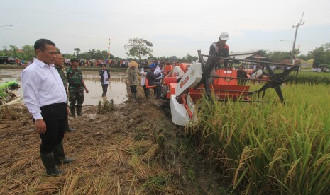 Menteri Pertanian Andi Amran Sulaiman (kiri) mengamati proses panen padi menggunakan mesin Combine Harvester saat panen raya di Cikedung, Indramayu, Jawa Barat, Rabu (30/3).